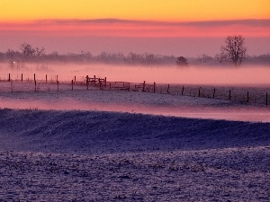 winter, viewes, Fog, field, morning, trees