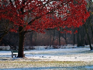 winter, Leaf, trees, Park, Red