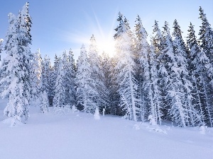 winter, forest, rays, sun