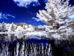winter, lake, trees, viewes