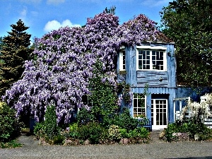 wistaria, flourishing, house, Garden