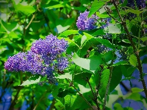 lilac, without, Flowers