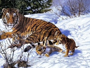 young, Three, winter, tiger