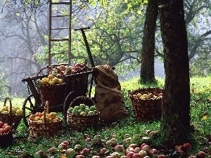 Baskets, apples, orchard