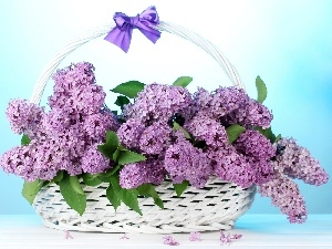 bouquet, basket, without