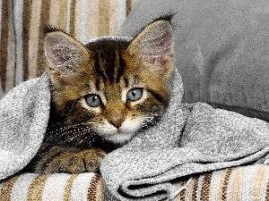 cover, Blanket, cat