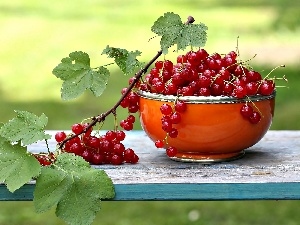 bowl, leaves, red hot, currant