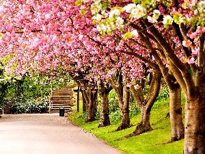 flourishing, Spring, trees, Park, Sheffield, England, viewes, Great Britain