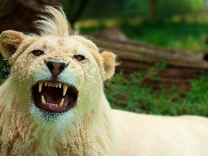 canines, bangs, White, Lion