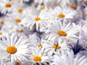 chamomile, Flowers