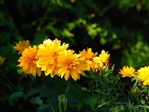 Chrysanthemums, Yellow