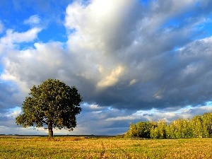 clouds, Bush, lonely, Meadow, trees