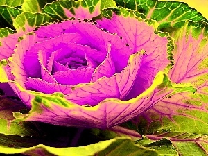 Colourfull Flowers, colors, cabbage