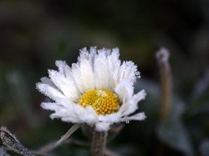 daisy, frosted