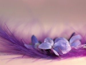 feather, Colourfull Flowers, Viola odorata, Violet