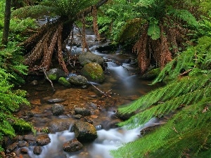 fern, Stones, forest, stream