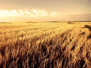 Field, corn