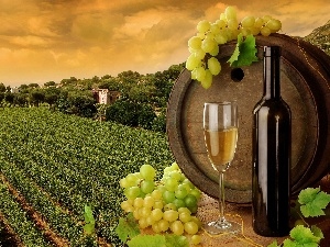 Field, wine glass, grapes, barrel
