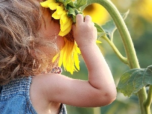 Kid, girl, Sunflower