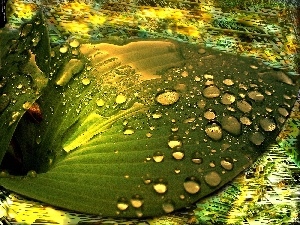 graphics, water, leaf, drops