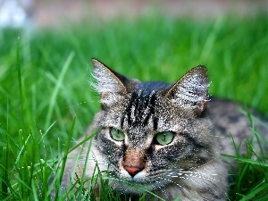 grass, ##, Gray, cat