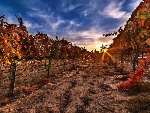 vineyard, Great Sunsets