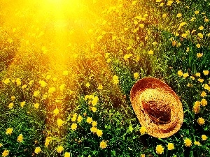 dandelions, Hat, rays of the Sun, Meadow