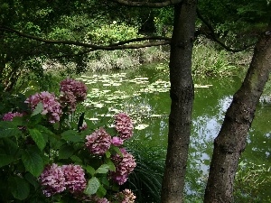 hydrangea, Pond Water, Garden