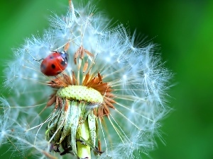 Common Dandelion, ladybird