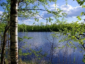 lake, birch, trees, viewes