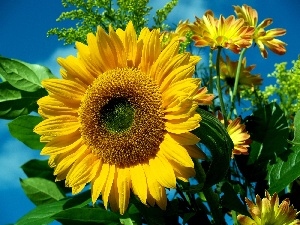 Flowers, leaves, Sunflower