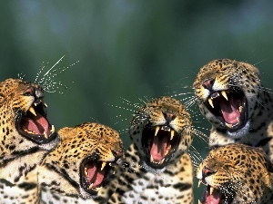 Leopard, roaring