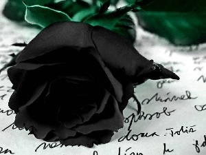 rose, letter, black