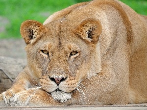Lioness, Resting