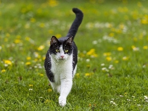 Meadow, cat