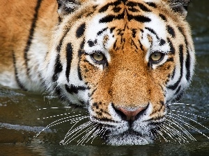 moustache, tiger