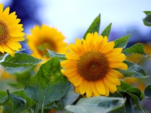 Leaf, Nice sunflowers