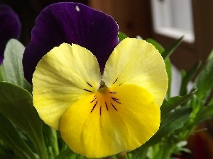 pansy, trichromatic, Colourfull Flowers