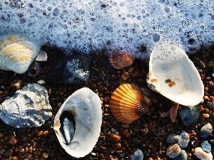 Pebble, Shells