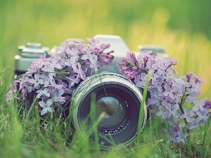photographic, Camera, Flowers, lilac