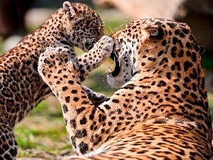 play, Leopard