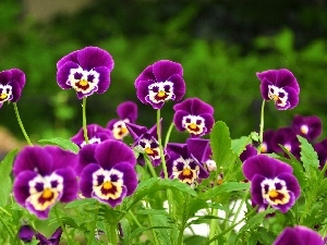 faces, purple, pansies