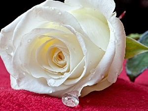 rain, drops, White, rose