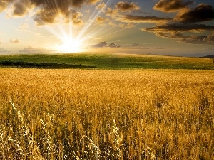 rays of the Sun, clouds, corn