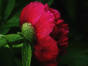 red, peony, Colourfull Flowers