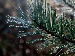 Rosy, drops, branch, trees, pine