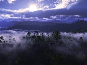 Sky, cloudy, forest, Fog