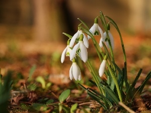 Spring, Flowers, snowdrops, White