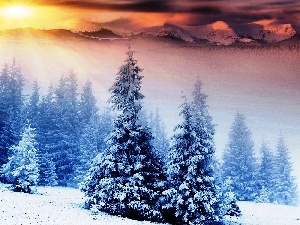 Spruces, sun, Mountains, winter, rays