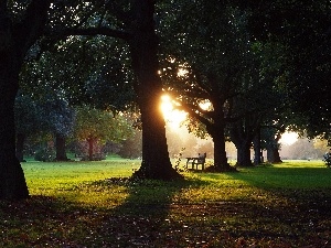 sun, west, trees, Bench, viewes